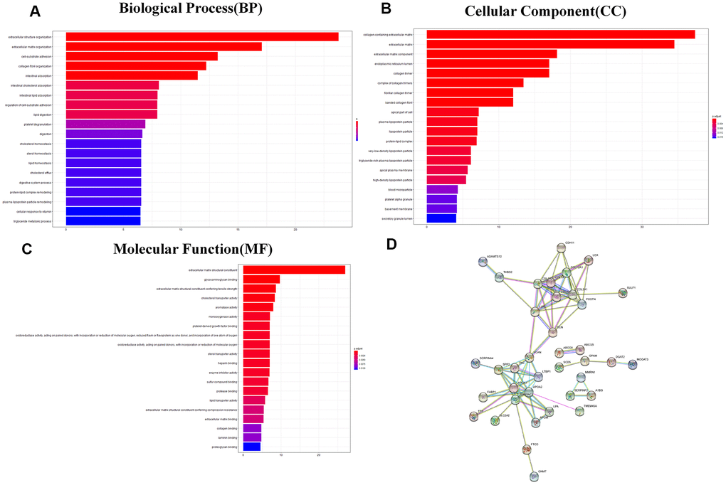 GO analysis and protein–protein interaction (PPI) analysis. (A–C) GO enriched results revealed that these DEGs were involved in the biological process, molecular function, and cellular component and other functional pathways. Metascape bar graph to view the top twenty non-redundant enrichment clusters. The enriched biological processes were ranked by p value. A deeper color indicates a smaller p-value. Vertical axes represent different pathway. (D) Thirty-six proteins were related in the protein–protein interaction. GO, Gene Ontology; PPI, protein–protein interaction; DEGs, differentially expressed genes.