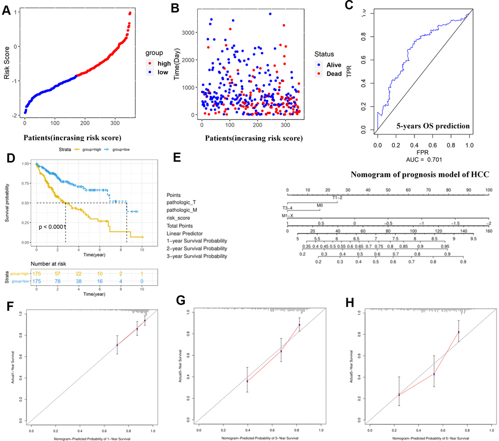 Construction and assessment of TMBPM for HCC. (A, B) Distribution of the risk score for each HCC patient as per the TMBPM levels. Vertical and horizontal axes respectively represent risk score and OS patients, as ranked by increasing risk score. Red and blue colors respectively represent high and low risk cases. (B) Dot plot of Survival time for each HCC patient as per the TMBPM levels. Vertical and horizontal axes respectively represent survival times and OS patients, as ranked by increasing risk score. Read and blue colors represent dead and living OS cases, respectively. (C) Horizontal and vertical axes are false positive rates and true positive rates, respectively. The AUC value of the ROC plot was 0.701 that showed superior predictive accuracy of TMBPM. (D) Kaplan-Meier analysis demonstrated that higher TMBPMs showed worse OS with P E) Nomogram of the prognosis model of HCC. (F–H) All the calibration curves of 1-year (F), 3-year (G), and 5-year (H) prognosis model fitted well. HCC, hepatocellular carcinoma; TMBPM, tumor mutation burden prognostic model; OS, overall survival; ROC, receiver operating characteristic; AUC, area under the curve; TPR, true positive rates; FPR, false positive rates.