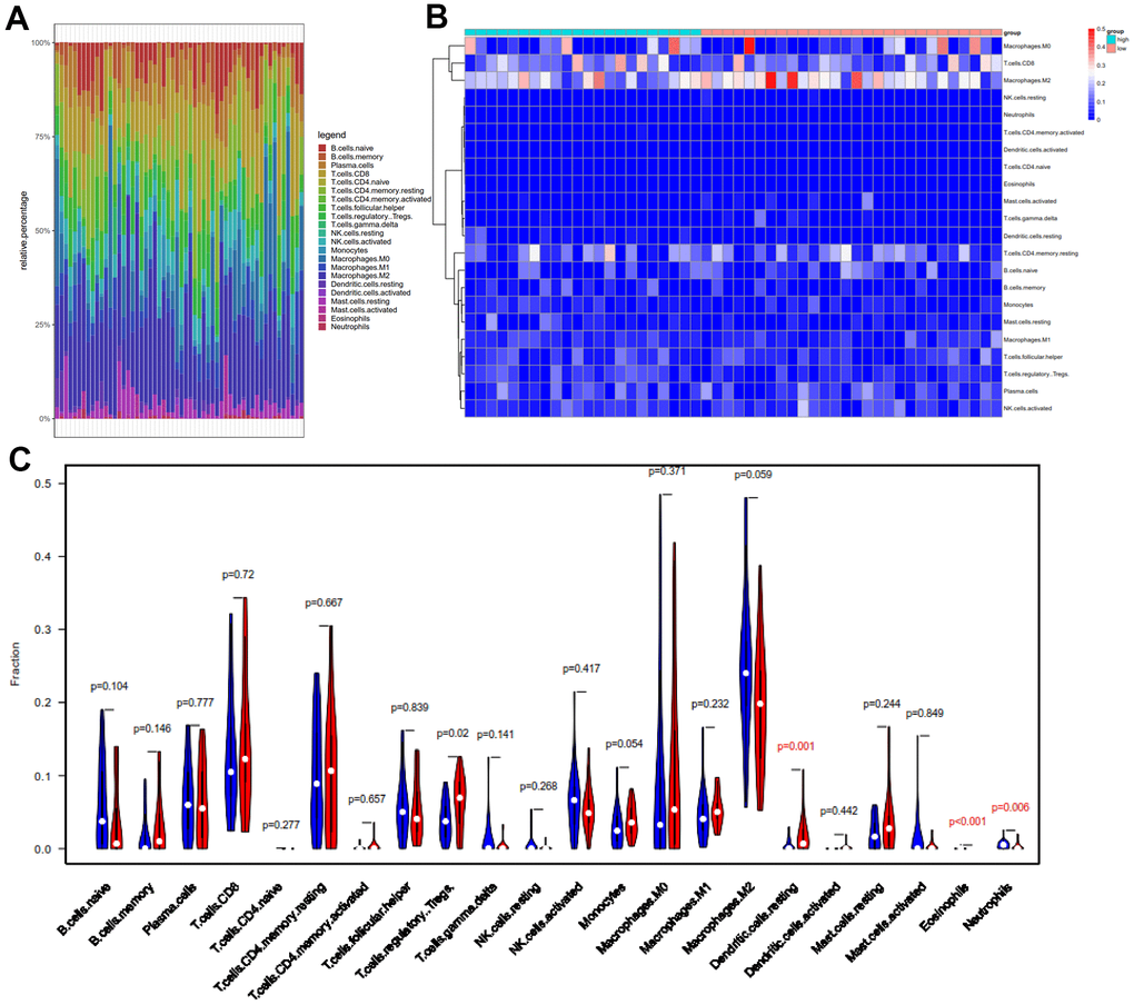 Comparison of 22 important tumor-infiltrating immune Cells (TIICs) between the low-TMB and high-TMB groups. (A) Barplot exhibited the proportion of 22 kinds of TIICs in HCC tumor samples, and the different colors represent the 22 TIICs. Vertical and horizontal axes represent relative percentage and patients, respectively. (B) Differential abundances of TIICs in the two groups are shown in the heatmap plot. Vertical and horizontal axes represent TIICs and patients, respectively. TIICs with higher and lower correlation levels are shown in red and blue, respectively. Color bars at the top of the heat map represent sample types, with pink and blue indicating low- and high-TMB samples, respectively. (C) The violin plot compared the proportions of 22 TIICS between low-TMB and high-TMB groups. Blue and red colors represent low- and high-TMB patients, respectively. Vertical and horizontal axes respectively represent TIICs fraction and TIICs, respectively. The Wilcoxon rank-sum test revealed that the infiltration levels of T cells regulatory (Tregs), dendritic cells resting and eosinophils were higher in the high-TMB group. TMB, tumor mutation burden; TIICs, tumor-infiltrating immune Cells; Tregs, T cells regulatory.