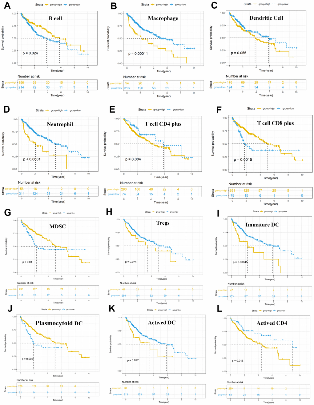 Survival analysis of immune cells based on the TIMER database. Horizontal and vertical axes represent survival times and survival rates, respectively. Yellow and blue curves are samples with higher and lower immune cell fractions, respectively. (A–L) Lower infiltration levels of macrophages (B), dendritic cells (C), and neutrophil (D), CD4+ T cells (E), Tregs (H), Immature DC (I), Activated DC (K) and Activated CD4 (L) with improved survival outcomes, and higher infiltration levels of B cells (A), CD8+ T cells (F), MDSC (G) and Plasmocytoid DC (J) were associated with poor survival outcomes in HCC. HCC, hepatocellular carcinoma; TIMER, Tumor Immune Estimation Resource; Tregs, T cells regulatory; MDSC, myeloid-derived suppressor cells.