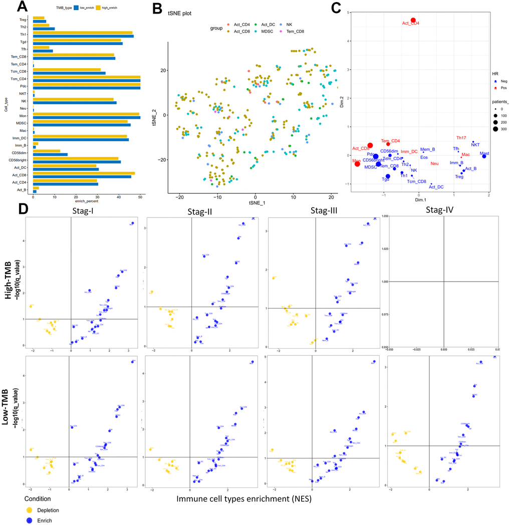 Cellular characterization of immune infiltrates based on GSEA database. (A) Correspondence analysis of immune subpopulations in HCC. Horizontal and vertical axes represent enrich percent and immune subpopulations, respectively. Yellow and blue bar are samples with higher and lower immune cell fractions, respectively. (B) t-SNE showing individual patients and selected cell types based on two dimensional coordinates. Different colors are different immune subpopulations respectively. (C) Visualization of the immune infiltrates for all patients using two dimensional coordinates from multidimensional scaling (MDS). (D) Volcano plots for the enrichment (blue) and depletion (yellow) of immune cell types across cancers for tumor stage I to IV calculated based on the NES score in high-TMB (up panel) and low-TMB (down panel) from the GSEA. Horizontal and vertical axes represent Immune cell types enrichment (NES) and −log10(q−value), respectively. There were not any pots in stage IV for high-TMB, because there were not enough samples for analysis.