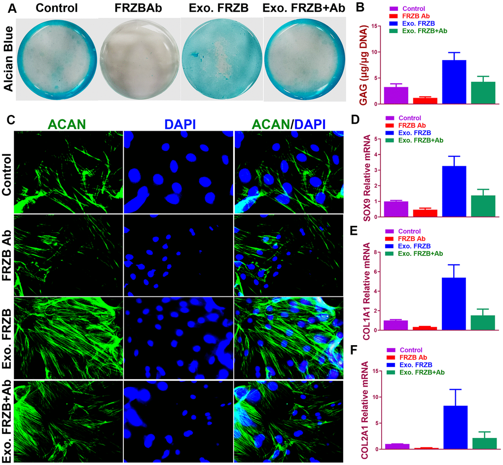 Chondrogenic effects of FRZB on BMSCs in vitro. (A) Alcian blue staining of BMSCs in different treatment groups at 2 weeks to indicate GAG production in the culture plate. (B) Quantification of GAG production in generated cartilaginous tissues (n=6 for each). (C) Immunofluorescent assay of Aggrecan (green) expression and nucleus (blue) in different treatment groups observed under confocal microscopy. (D–F) Expression level of chondrogenic markers for BMSCs in different treatment groups (n=6 for each) in (A) (n=6 for each). *P ACAN, aggrecan; GAG, glycosaminoglycan.