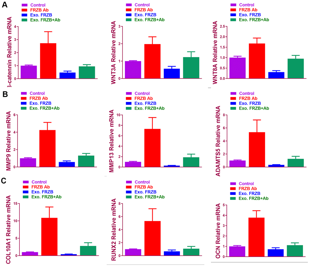 FRZB blocked Wnt signaling and inhibited the catabolic activities and hypertrophy in the induced chondrogenic tissues. (A) Expression level of Wnt pathway markers (β-catenin, WNT3A and WNT8A) for BMSCs in different treatment groups (n=6 for each) (B) Expression level of catabolic markers (MMP9, MMP13 and ADAMTS5) in different treatment groups (n=6 for each). (C) Expression level of hypertrophy and osteogenesis markers (COL10A1, RUNX2 and OCN) for BMSCs in different treatment groups (n=6 for each). *P 