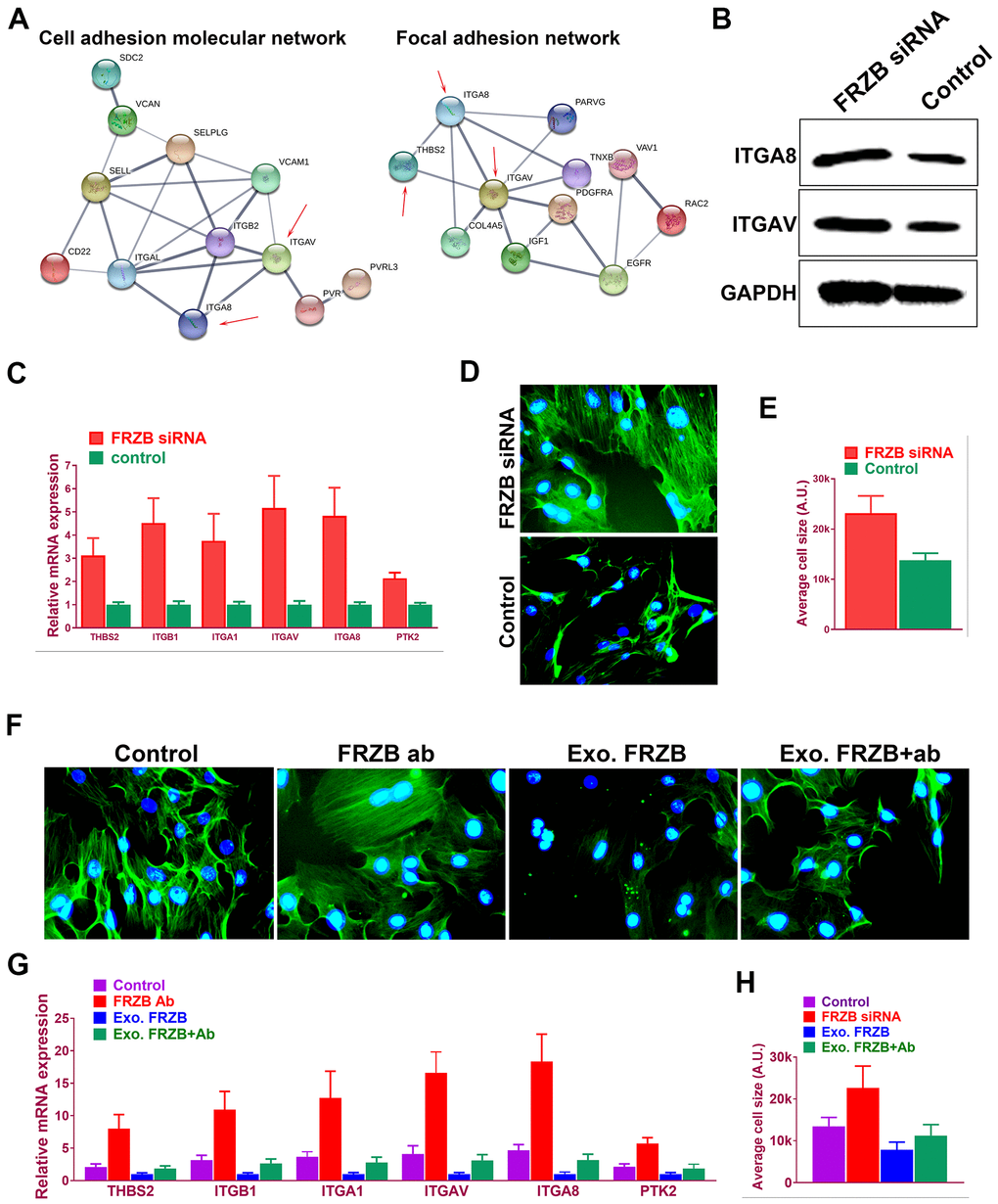 FRZB modulated cell adhesion pathway and cell spreading by regulating integrins expressions. (A) Protein-protein interaction with enriched cell adhesion molecule and focal adhesion signaling pathway-related genes. Integrin family members ITGA8 and ITGAV (red arrow) were enriched in both pathways. (B) Western blot experiment validated ITGA8 and ITGAV expression in FRZB-siRNA group. (C) Gene expressions of cell adhesion pathway genes were also validated and quantified with RT-PCR. (D, E) Greater cell spreading was demonstrated in FRZB-knockdown cells with cytoskeleton staining (green: phalloidin, blue: nucleus). (F, H) Effects of exogenous FRZB or FRZB blockage on cell spreading and (G) its regulation of related genes in cell adhesion signaling pathway.