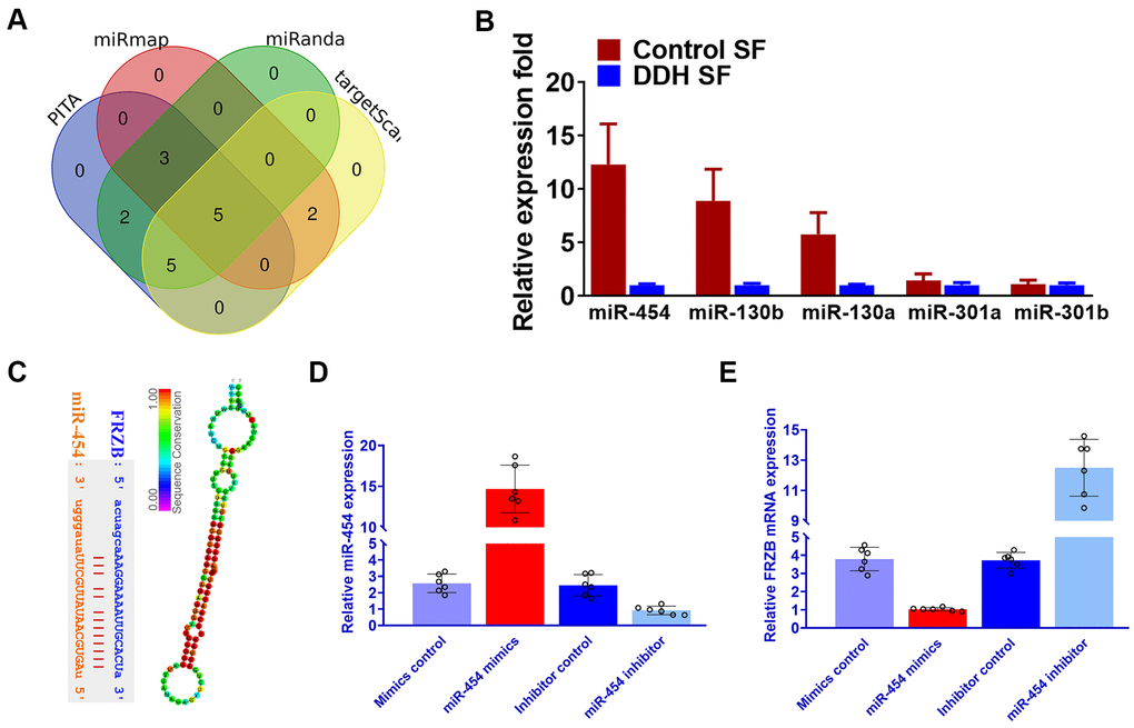 Downregulated miRNA-454 expression causes FRZB upregulation in the synovial fluid of DDH patients. (A) Five candidate miRNAs emerged after we queried the TargetScan, miRmap and miRanda and PITA databases. (B) Expression of the five microRNA candidates with qRT-PCR in synovial fluid from DDH patients compared with control samples. (C) Binding sites on FRZB for miR-454 (left panel) was predicted with targetscan and sequence alignment of miR-454 (right panel) showed high conservation among different species. (D) miR-454 expression by qRT-PCR in ATDC5 cells (n=6 for each) co-transfected with miR-454 mimics, miR-454 inhibitor or their negative control. (E) PCR results of FRZB expression with MiR-454 mimics and inhibitor in ATDC5.