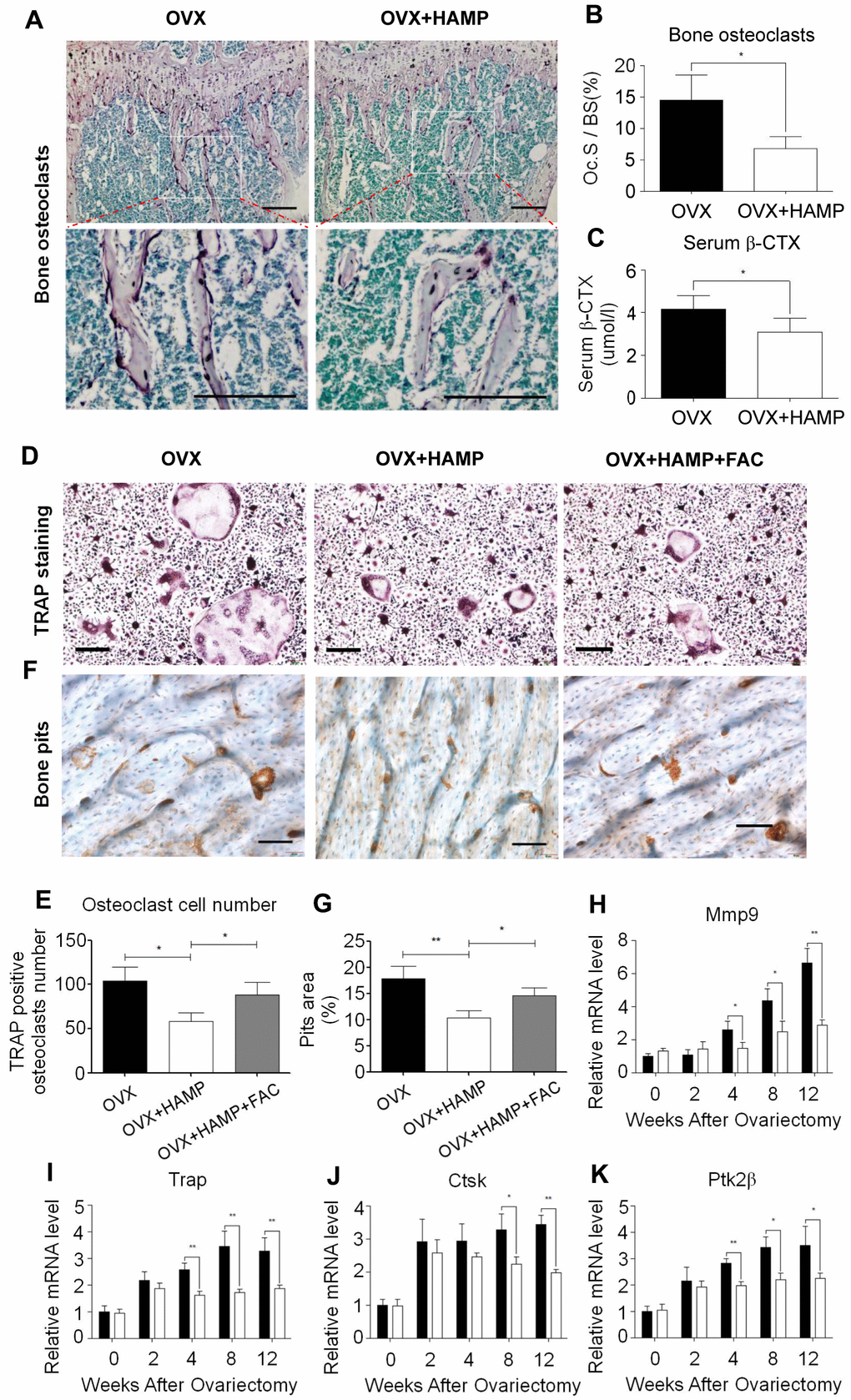 Hepcidin overexpression inhibits osteoclast number and differentiate in the OVX mouse. (A, B) TRAP staining shows that overexpression Hepcidin significantly inhibits the number of osteoclasts in femoral bone in the OVX mouse; (C) Overexpression hepcidin decrease CTX concentration in the OVX mouse serum. Bone marrow macrophage, which extracted from femur and cultured with M-CSF and RANKL for 8 days, stained with TRAP to assess its differentiation. (D) TRAP staining revealed that differentiation of osteoclasts in vivo M-SCF induced in the OVX mouse; (E) The osteoclasts were counted in the overexpression hepcidin and non overexpression hepcidin OVX mice; (F) The bone pits in vivo M-SCF induced osteoclasts, which was separate from OVX mouse; (G) The bone pits in vivo M-SCF induced osteoclasts, which was separate from overexpression hepcidin OVX mouse; Quantitative polymerase chain reaction (q-PCR) analysis of the expression of bone resorption markers, including (H) Mmp9, (I) Trap, (J) Ctsk and (K) Ptk2β. Scale bar, 200 μm. The asterisks (*, **) indicate significant differences at P 
