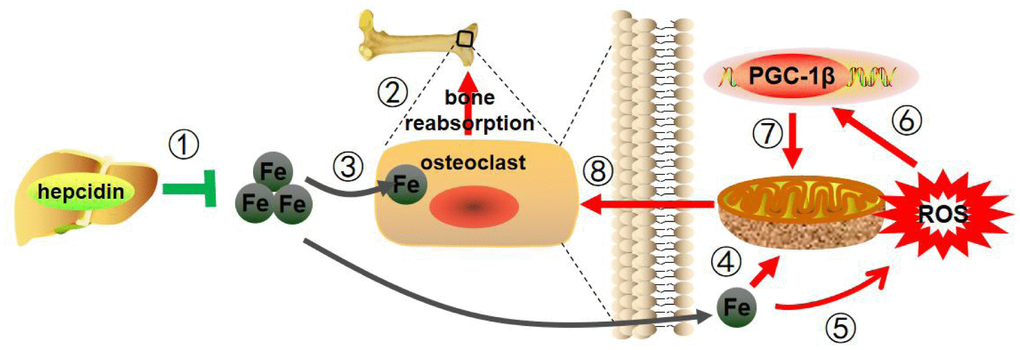 Mechanism pattern diagram of hepcidin overexpression to improve bone metabolism. Hepcidin overexpression in the model mice liver (1) reduces estrogen deficiency-induced bone loss (2), through reducing iron content (3), decreasing mitochondrial respiration (4) and ROS production (5), suppressing PGC-1β expression (6), inhibiting mitochondrial biogenesis (7), and depressing the function of osteoclasts (8).