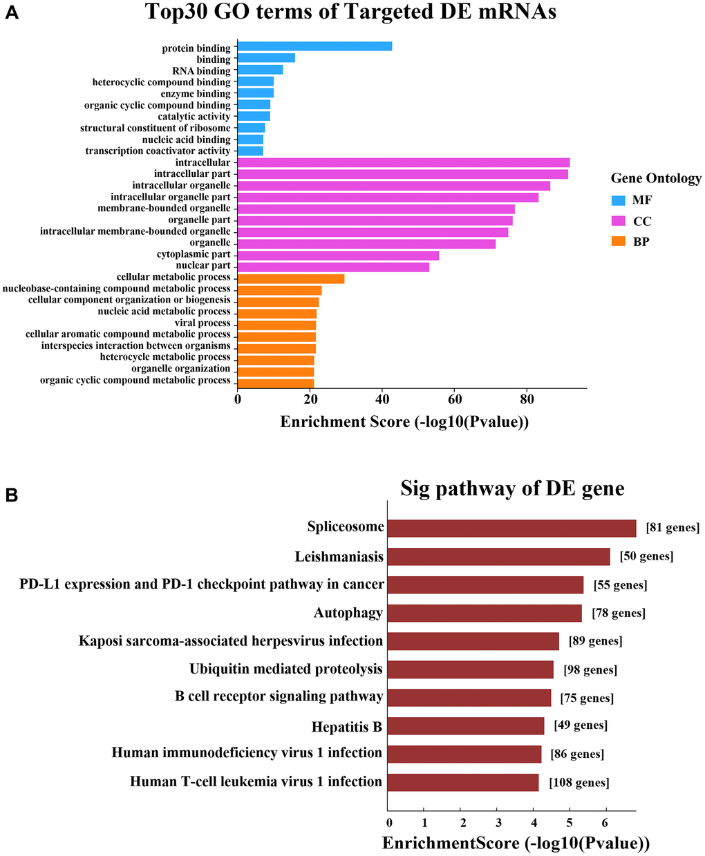 GO and KEGG pathway analyses based on the CNC network. (A) GO analysis. (B) KEGG pathway analysis.