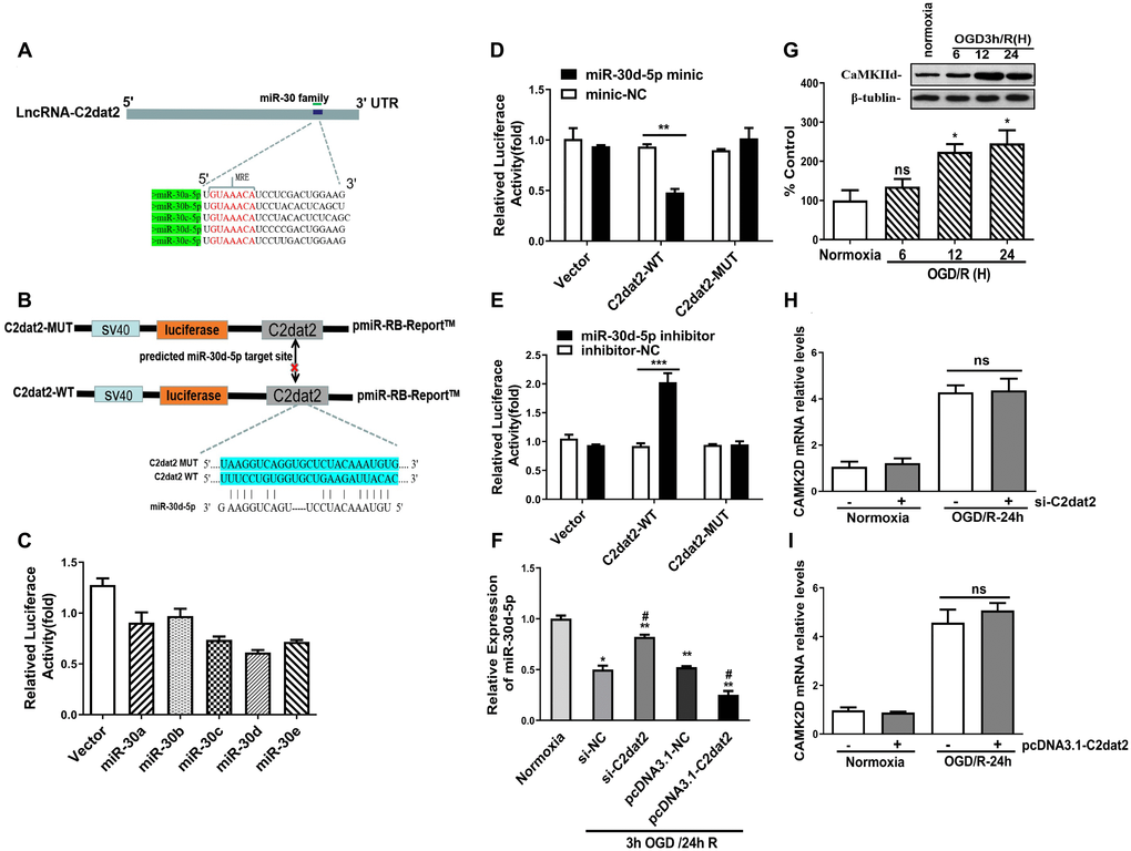 C2dat2 bound to miR-30d-5p and reduced miR-30d-5p expression. (A) Binding region between the miR-30 family and C2dat2, which was predicted by RNAhybrid software. (B and C) Dual-luciferase reporter assays demonstrated that C2dat2 directly targeted miR-30d-5p. (D and E) The luciferase reporter vector carrying C2dat2-WT or the empty vector was cotransfected with the miR-30d-5p mimic or mimic-NC or miR-30d-5p inhibitor or inhibitor-NC into N2a cells as indicated. The relative luciferase activity was detected 48 h after transfection. **P F) The relative expression level of miR-30d-5p was detected via RT-qPCR after C2dat2 knockdown or overexpression. *P **P ##P n = 3 per group). (G) CaMK2d protein expression was measured in N2a cells after OGD/R. (H and I) The relative expression level of CaMK2d was detected via RT-qPCR after C2dat2 knockdown or overexpression at the normal and OGD/R states.