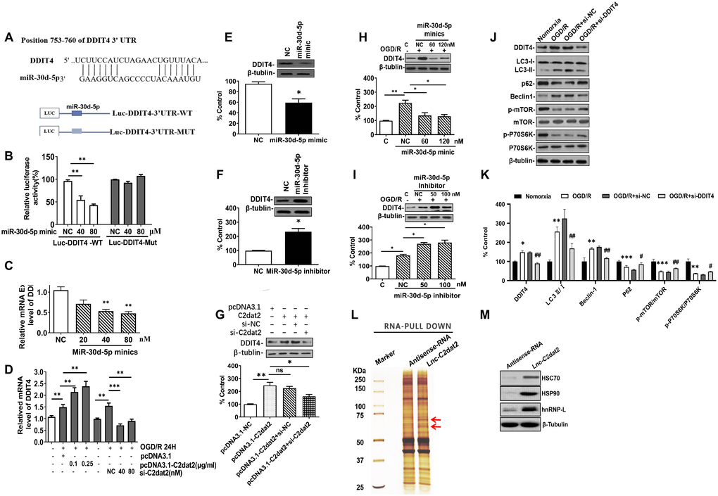 C2dat2 positively regulated DDIT4 expression by sponging miR-30d-5p. (A) Possible binding sites of miR-30d-5p in DDIT4 3′-UTR. (B) luc-DDIT4 3′-UTR-WT or luc-DDIT 3′-UTR-MUT plasmids were cotransfected with NC or miR-30d-5p mimic into HEK 293T cells for 24 h. Luciferase activity was determined. (C) After transfection with NC and miR-30d-5p mimic for 48 h, DDIT4 mRNA levels were detected by RT-qPCR. (D) N2a cells were treated with OGD/R for 24 h after C2dat2 overexpression or knockdown followed by RT-qPCR of DDIT4 mRNA levels. (E and F) After transfection with (E) miR-30d-5p mimic or (F) inhibitor for 48 h, DDIT4 protein levels were assessed via Western blotting. (G) After transfection with pcDNA3.1 or C2dat2 (0.1 μg/ml) and then cotransfected with C2dat2 (0.1 μg/ml) and NC or si-C2dat2 (60 nM) for 48 h, DDIT4 protein levels were assessed via Western blotting. (H and I) After transfection with NC, miR-30d-5p mimic, or inhibitor overnight, N2a cells were treated with OGD/R for 48 h. Western blotting of DDIT4 levels. *P **P n = 3 per group). (J) Relative protein expression levels of DDIT4, LC3, P62, Beclin-1, p-mTOR/mTOR, and p-P70S6K/P70S6K were assessed via Western blotting of N2a cells transfected with si-NT or si-DDIT4 and then treated with OGD/R for 24 h. (K) Relative protein levels were analyzed. Data are mean ± SEM. β-Tubulin was blotted as a loading control. (L) lncRNA C2dat2 binding with the HSC70/HSPA9 conjugate. RNA pull-down results of lncRNA C2dat2 via silver staining. (M) Western blotting confirmed C2dat2, HSC70, and HSP90 expression levels by RNA pull-down of the I/R tissue. *P ##P n = 3 per group).