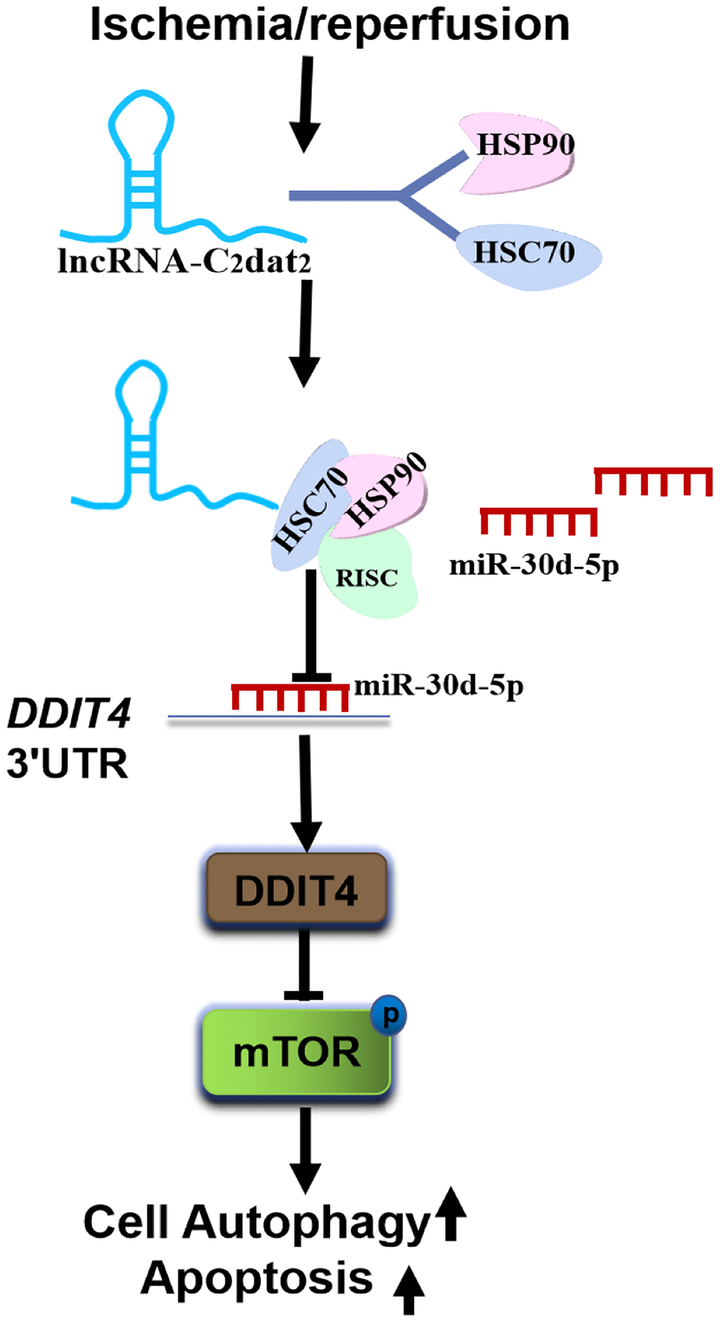 Diagram depicting the signaling mechanisms of C2dat2 in CIRI. CIRI induces up-regulated C2dat2 to bind with HSC70/HSP90, blocks the RISC assembly, reduces the chaperone to load miR-30d-5p duplexes into Ago proteins, and inhibits the miR-30d-5p silencing of DDIT4 and then inhibits mTOR signaling pathway protein phosphorylation and facilitates neuronal autophagy and apoptosis.