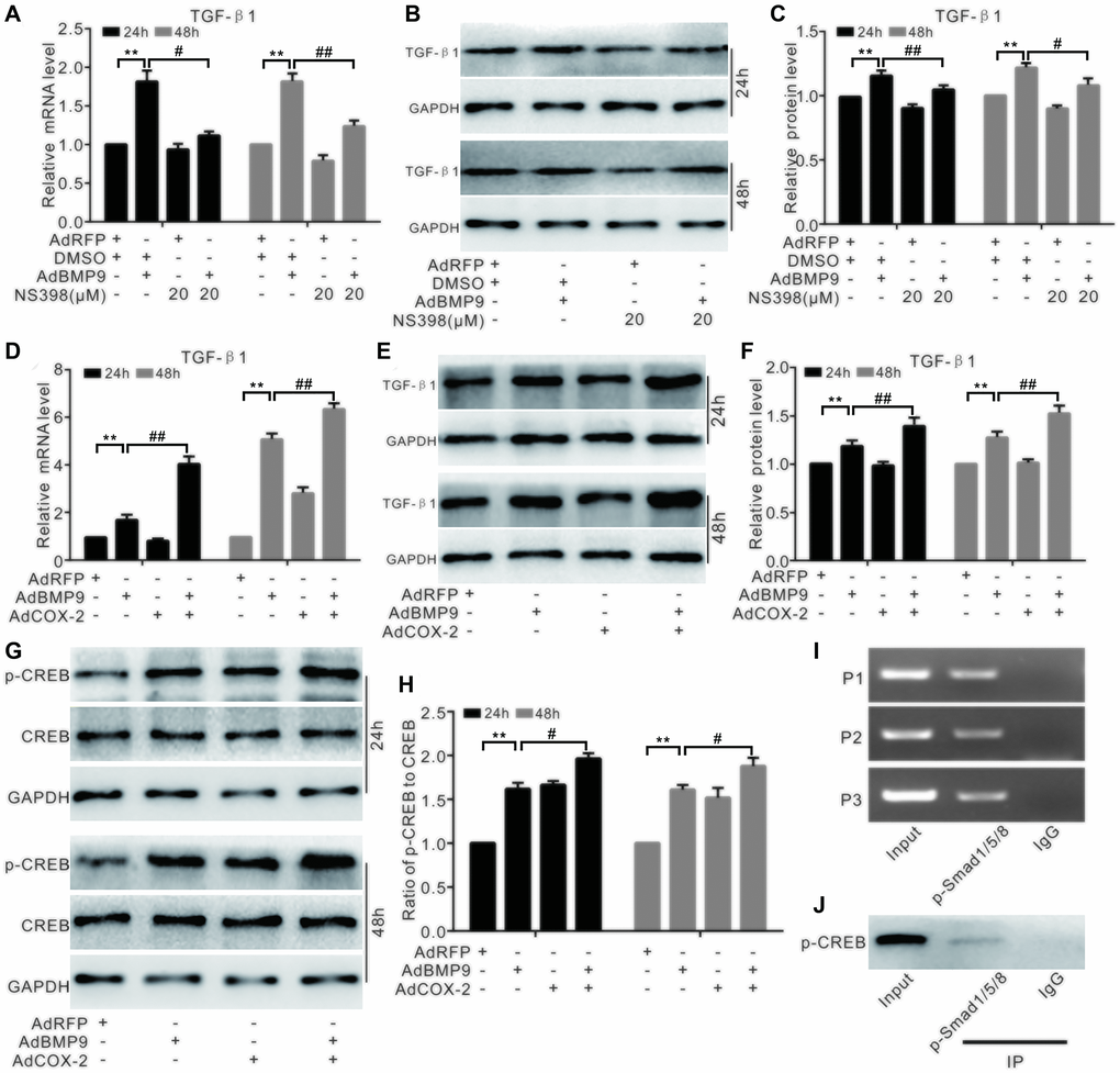 The effect of COX-2 and BMP9 on TGF-β1 expression in C3H10T1/2 cells. (A) Real-time PCR analysis shows the mRNA level of TGF-β1 was affected by BMP9 and/or NS-398. (B) Western blotting shows that the level of TGF-β1 was affected by BMP9 and/or NS-398. (C) Quantification of western blots shows that TGF-β1 level was affected by BMP9 and/or NS-398. (D) Real-time PCR assay shows that TGF-β1 mRNA expression was affected by BMP9 and/or COX-2. (E) Western blotting shows that TGF-β1 level was affected by BMP9 and/or COX-2. (F) Quantification of the western blots shows that TGF-β1 level was affected by BMP9 and/or COX-2. (G) Western blotting shows that the level of CREB and p-CREB was affected by BMP9 and/or COX-2. (H) Quantification of the western blots shows that the levels of CREB and p-CREB was affected by BMP9 and/or COX-2. (I) ChIP assay shows the enrichment of p-Smad1/5/8 at the TGF-β1’s putative promoter region. (J) IP assay shows p-CREB may interact with p-Smad1/5/8. NS-398: COX-2 specific inhibitor; “**”p “#”p “##”p 