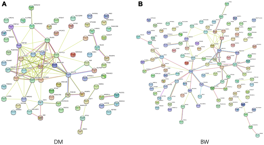 Functional protein association network analysis. Connections are based on evidence with a STRING 11.0 summary score above 0.4. Each network nodes represent a gene; edges between nodes indicate protein-protein interactions between protein products of the corresponding genes in (A) T2D and (B) BW, edge colors indicate the types of interaction.