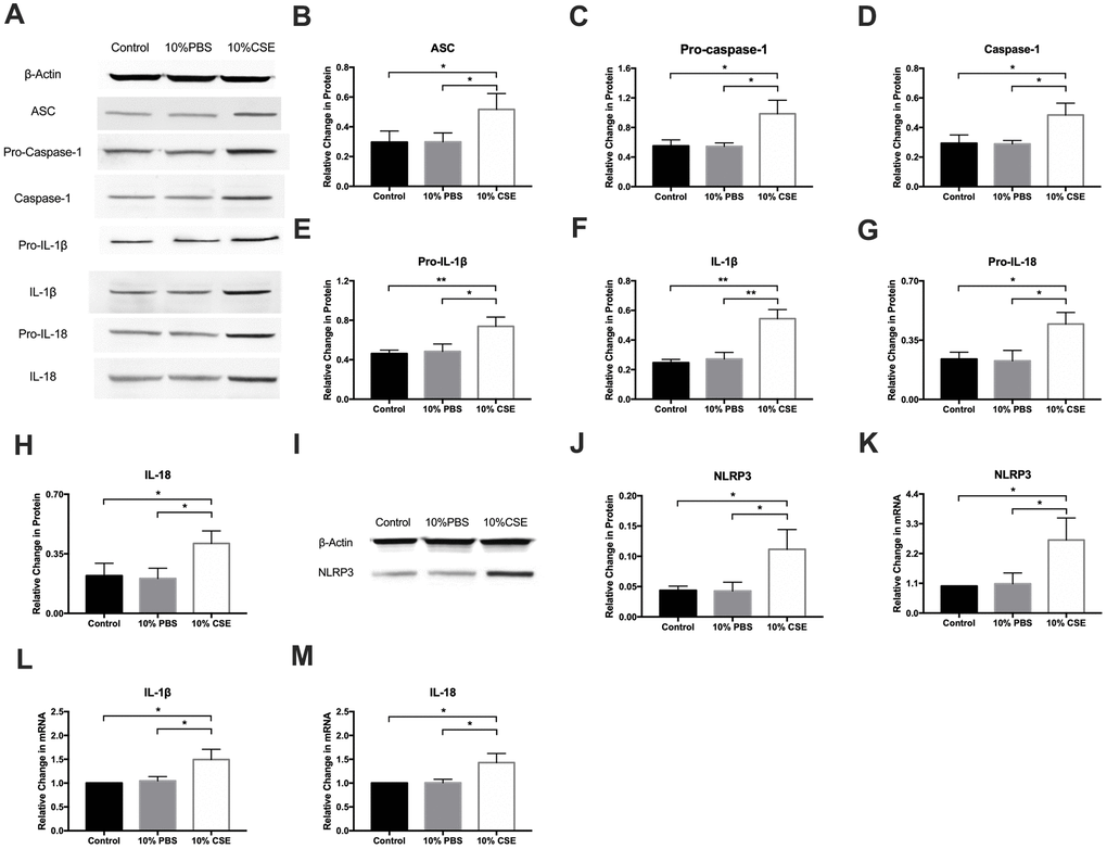 NLRP3 inflammasome pathway is involved in CSE-induced pyroptosis in HAECs. (A–H) The protein levels of ASC, Pro-Caspase-1, Caspase-1, Pro-IL-1β, IL-1β, Pro-IL-18 and IL-18 were upregulated in HAECs after treatment with CSE, as indicated by western blot results. (I, J) The protein levels of NLRP3 was increased in HAECs after treatment with CSE, as indicated by western blot results. β-Actin was used as an internal control. (K–M) The mRNA level of NLRP3, IL-1β, and IL-18 was increased in HAECs after treatment with CSE. *p p n = 3).