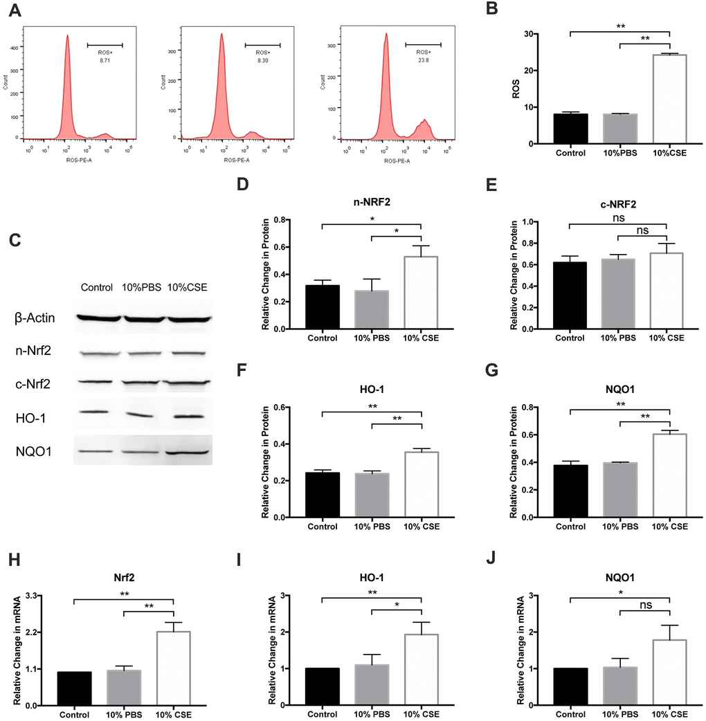 CSE induced ROS generation and upregulated NRF2 pathway in HAECs. (A, B) Cellular ROS level was measured with flow cytometry, and ROS level was promoted after CSE treatment. (C–G) Western blotting on protein level of n-Nrf2 and c-Nrf2 was performed to analyze Nrf2 nuclear translocation, suggesting that CSE increased Nrf2 nuclear translocation. The protein levels of HO-1 and NQO1 were upregulated in HAECs after treatment with CSE, as indicated by western blot results. β-Actin was used as an internal control. (H–J) The mRNA levels of Nrf2, HO-1 and NQO1 were upregulated in HAECs after treatment with CSE, as indicated by RT-PCR results. *p p ns, not significant. The data are represented as mean ± SD (n = 3).