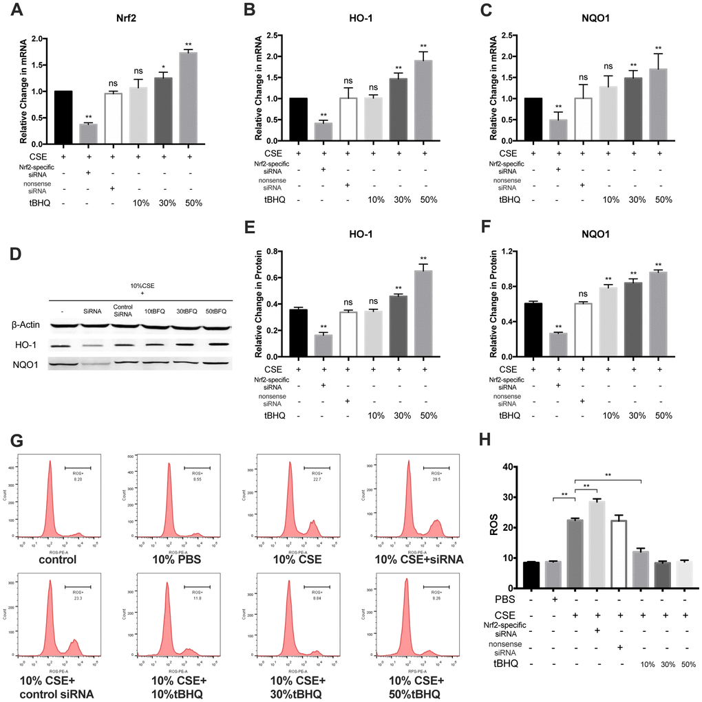 Nrf2 negatively regulated CSE-induced ROS level. (A–F) RT-PCR on mRNA level of Nrf2, HO-1 and NQO1 and western blotting on protein level of HO-1 and NQO1 was performed. (G, H) Cellular ROS level was measured with flow cytometry, and CSE-induced ROS level was negatively regulated by Nrf2 pathway. *p p ns, not significant, compared with CSE group. The data are represented as mean ± SD (n = 3).