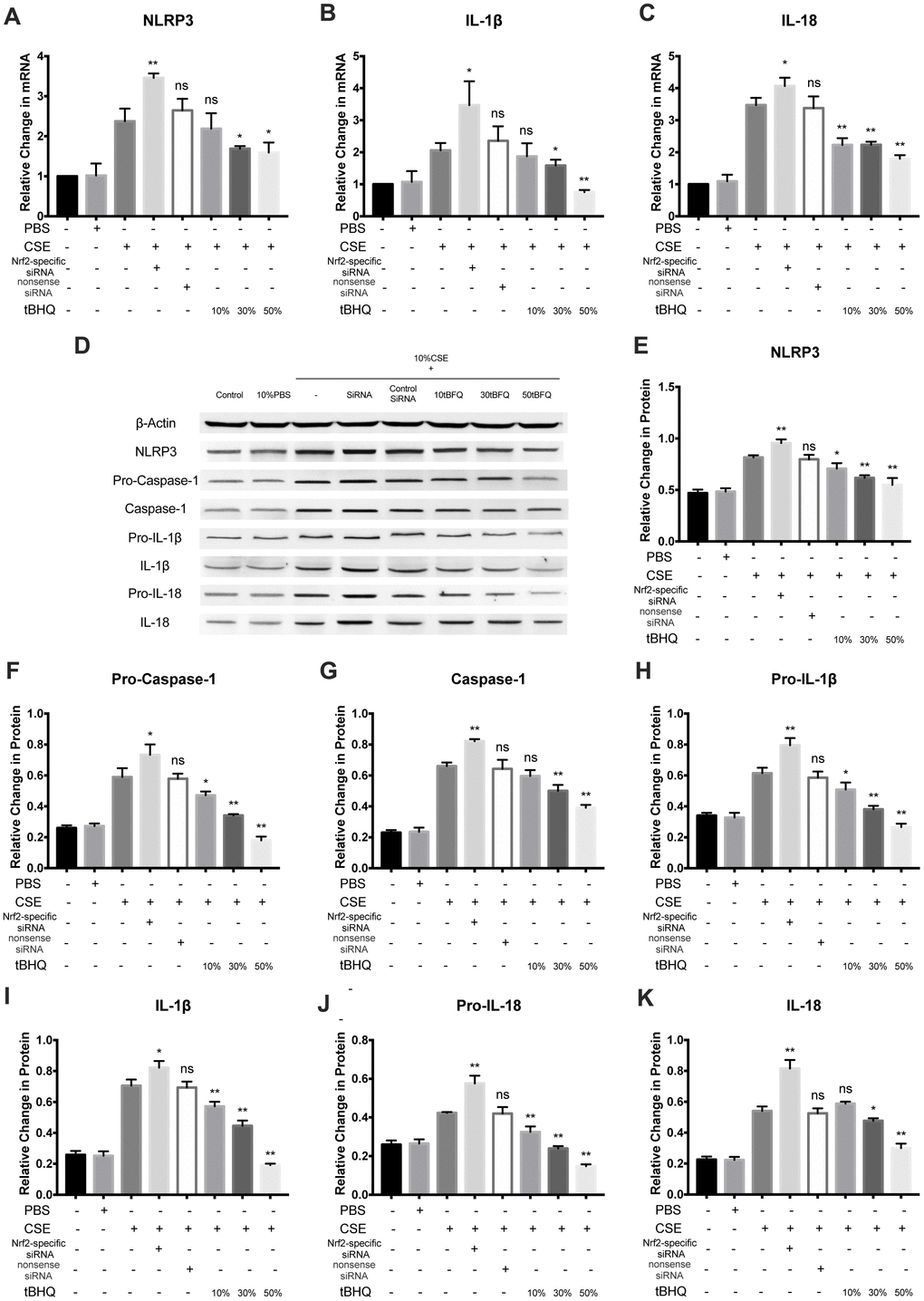 Nrf2 negatively regulated CSE-induced NLRP3 inflammasome activation. (A–C) The mRNA level of NLRP3, IL-1β and IL-18 was detected by RT-PCR. (D–K) NLRP3, Pro-Caspase-1, Caspase-1, Pro-IL-1β, IL-1β, Pro-IL-18 and IL-18 were detected by Western blot. *p p ns, not significant, compared with CSE group. The data are represented as mean ± SD (n = 3).