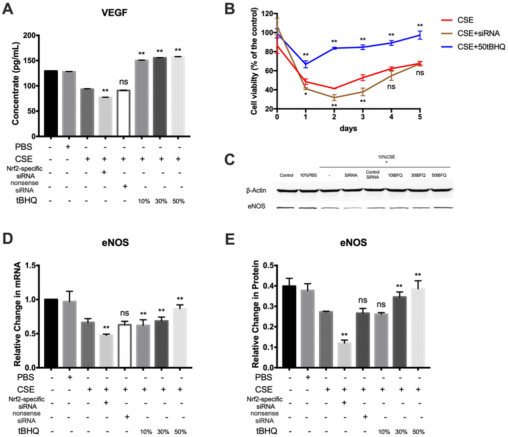 Nrf2 upregulation improves endothelial cell viability and the expression of VEGF and eNOS. (A) The expression of VEGF proteins was measured by ELISA. (B) Effect of Nrf2 on cell growth of HAECs treated by CSE was analyzed by measuring cell viability. (C–E) The mRNA and protein level of eNOS were detected by RT-PCR and Western blot. *p p ns, not significant, compared with CSE group. The data are represented as mean ± SD (n = 3).