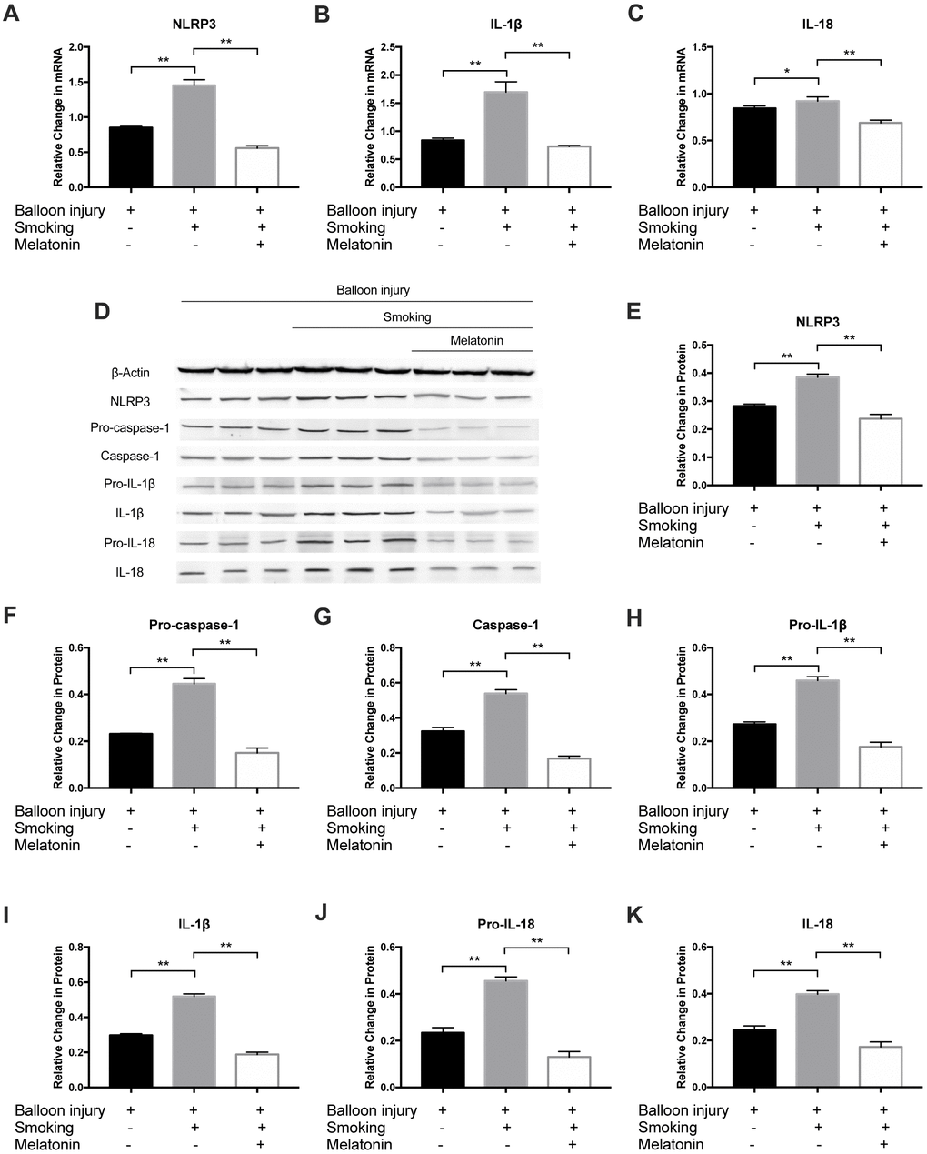 Melatonin inhibited expression of NLRP3 inflammasome in vivo. (A–C) The mRNA level of NLRP3, IL-1β and IL-18 was detected by RT-PCR. (D–K) NLRP3, Pro-Caspase-1, Caspase-1, Pro-IL-1β, IL-1β, Pro-IL-18 and IL-18 were detected by Western blot. *p p n = 3).