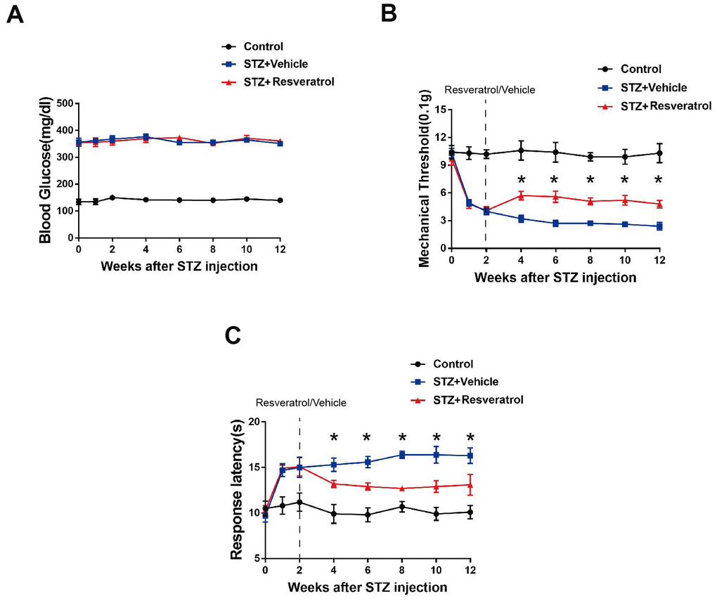 (A) Effect of fisetin on blood glucose in STZ+Vehicle and STZ+Resveratrol mice. (B) Mechanical nociceptive thresholds: ordinates represent the filament weight (0.1g) in which the animal responds in of presentations. (C) Thermal nociceptive threshold: the axis of ordinates represents the time (seconds) the animal takes to withdraw its paw. (Control group represents mice without administered with streptozotocin. 2 weeks after induction, mice were treated with Resveratrol or Vehicle (DMSO), n = 10 mice for each group, data are represented as the mean ± SEM.)