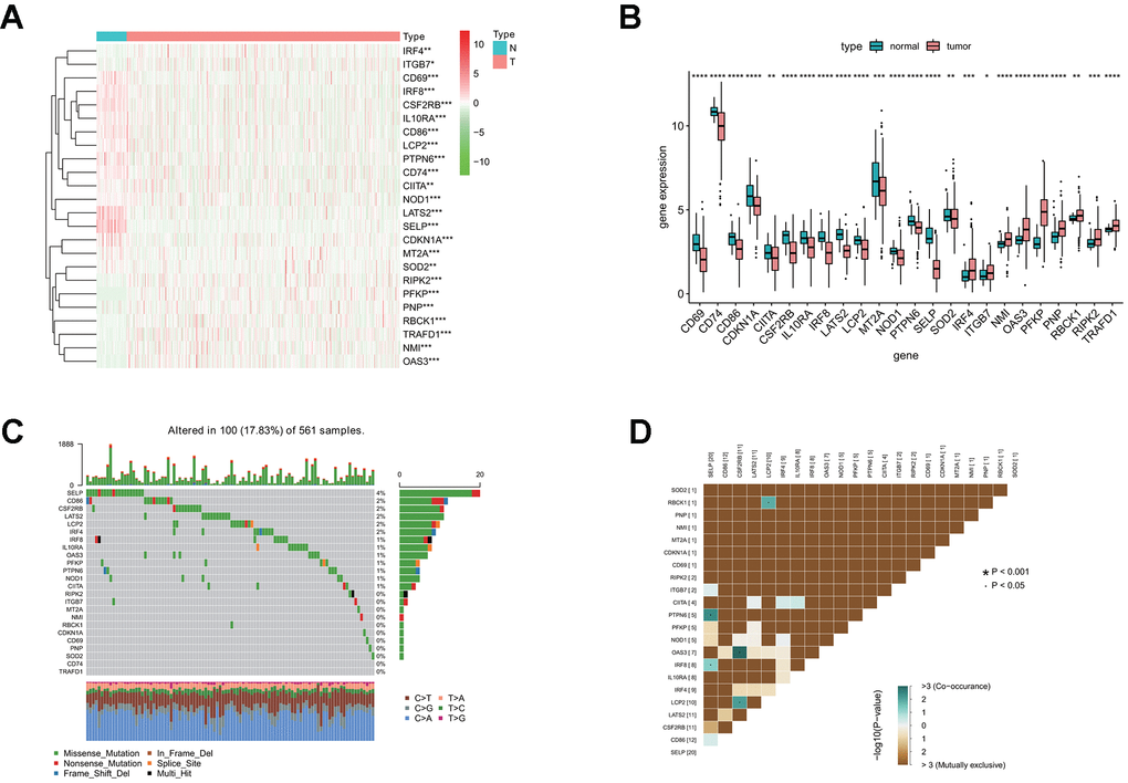 Differential expression of interferon gamma response genes between tumor and normal tissues in the TCGA LUAD cohort. (A, B) Differential expression of interferon gamma response genes between tumor and normal tissues in the TCGA LUAD cohort is presented in the heatmap (A) and the box plot (B). ***PC) The mutation landscape of 24 interferon gamma response genes in 561 patients from the TCGA LUAD cohort. The middle panel depicts the gene mutation patterns across each sample with different mutation type colored differently. The mutation frequency in each gene is listed on the right of the middle panel, total mutation burden for each sample is shown in the upper barplot, the proportion of each mutation type of genes is shown on the right barplot. The fraction of nucleotide conversions in each sample is indicated by the stacked barplot below. (D) The correlation coefficient analysis of mutation co-occurrence in 24 interferon gamma response genes from the TCGA LUAD cohort.