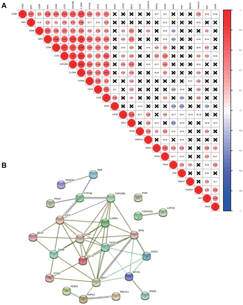 Correlation and interaction among interferon gamma response genes. (A) Spearman correlation analysis of the expression among 24 interferon gamma response genes from the TCGA LUAD cohort. (B) Protein-protein interactions among 24 interferon gamma response genes.