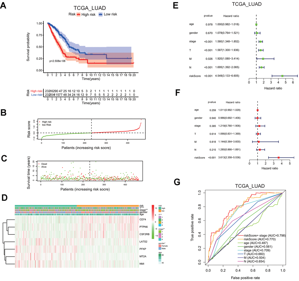 Seven-gene risk signature can predict the prognosis in the TCGA LUAD cohort. (A) Kaplan-Meier curves of overall survival probability of the high vs. low risk group. (B) Risk score distribution in the TCGA LUAD cohort. (C) Survival time and survival status distribution in the TCGA LUAD cohort. (D) Heatmap showing the expression level for seven interferon gamma response genes among the high or low risk group in the TCGA LUAD cohort. (E, F) Univariate (E) and multivariate (F) Cox regression analysis of the association between clinicopathological features, the risk score, and patient overall survival confirmed the signature as an independent factor of patient overall survival in the TCGA LUAD cohort. (G) ROC curves for 3-year survival prediction and clinical characteristics, including age, gender, stage (T, N, or M) in the TCGA LUAD cohort. AUC, area under curve.