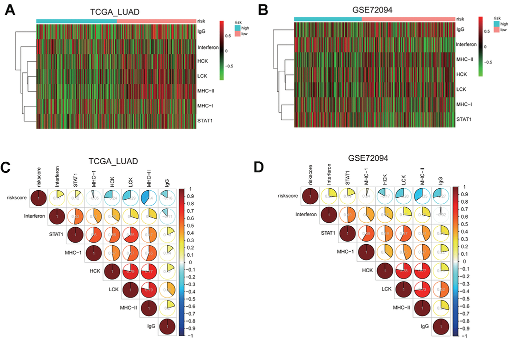 Gene set variation analysis (GSVA) and correlation coefficient analysis between immune-related metagenes and the risk score in two LUAD cohorts. (A, B) Heatmaps of the enrichment levels of immune-related metagenes, including IgG, Interferon, HCK, LCK, MHC-I, MHC-II, and STAT1, in the high or low risk group in the LUAD cohorts: TCGA (A) and GSE72094 (B). (C, D) Correlograms of the risk score and seven immune-related metagenes in the LUAD cohorts: TCGA (C) and GSE72094 (D).
