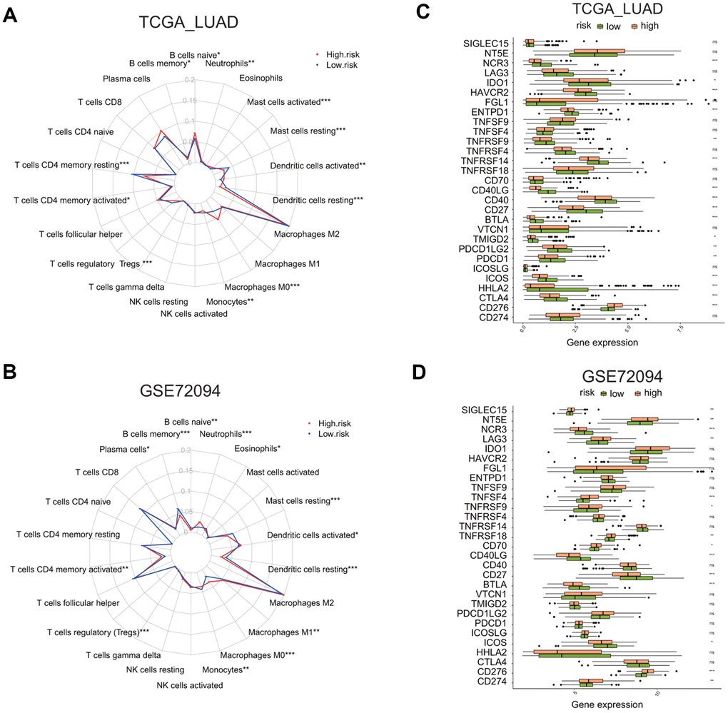 Comparison of immune cell infiltration and immune checkpoint gene expression between the high and low risk groups in two LUAD cohorts. (A, B) Radar plots show the distribution of the enrichment levels of 22 immune cells in the high (red line) or low (blue line) risk group in the LUAD cohorts: TCGA (A) and GSE72094 (B). Statistically significant difference in the enrichment level of immune cells between the high and low risk groups is indicated by the asterisks. *P C, D) Bar plots show the comparison of the expression of 29 immune checkpoint genes between the low and high risk groups in two LUAD cohorts: TCGA (C) and GSE72094 (D), by *P 