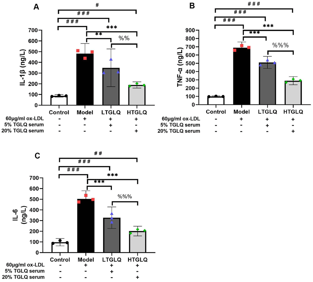 TGLQ suppressed inflammatory cytokines in ox-LDL induced macrophages. (A–C) represent the expression levels of inflammatory cytokines, including interleukin-1β (IL-1β), tumour necrosis factor-α (TNF-α) and interleukin-6 (IL-6) respectively in each group. The expression levels of IL-1β, TNF-α and IL-6 in the culture medium were detected by ELISA kits. Unlike the macrophages of the control group, the macrophages of the model group, the low-dose TGLQ-serum (LTGLQ) group and the high-dose TGLQ-serum (HTGLQ) group were exposed to 60μg/ml oxidized-LDL (ox-LDL) for 24 h. In addition, control serum, 5% TGLQ serum and 20% TGLQ serum were added to the model group, the LTGLQ group and the HTGLQ group, respectively. #, ##, and ### represent P P P P P P P P 