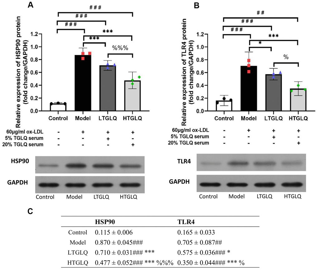 TGLQ inhibited protein expression of HSP90 and TLR4 in ox-LDL induced macrophages. (A, B) represent the protein expression levels of HSP90 and TLR4 detected by western blot, respectively, in each group. (C) represents data shown in Figure 11A, 11B. Unlike the macrophages of the control group, the macrophages of the model group, the low-dose TGLQ-serum (LTGLQ) group and the high-dose TGLQ-serum (HTGLQ) group were exposed to 60μg/ml oxidized-LDL (ox-LDL) for 24 h. In addition, control serum, 5% TGLQ serum and 20% TGLQ serum were added to the model group, the LTGLQ group and the HTGLQ group, respectively. #, ##, and ### represent P P P P P P P P 