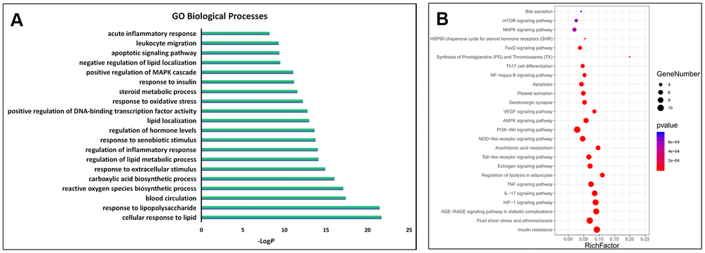 GO and KEGG enrichment analysis of the key targets. (A) The top 20 significantly enriched terms in the GO biological processes; (B) The top 25 significantly enriched terms in KEGG pathways.