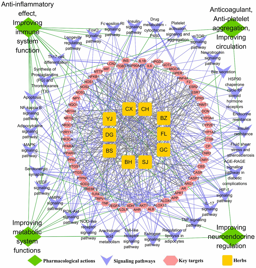 The underlying mechanisms of TGLQ treatment of AS, via network analysis. Illustration of the relevance among herbs of TGLQ, their key targets for AS therapy, pathways involved in these key TGLQ targets and the corresponding pharmacological actions. Yellow nodes refer to the ten herbs contained in TGLQ; Red nodes refer to the key targets; Purple nodes refer to the signalling pathways; Green nodes refer to the pharmacological actions. Green lines refer to the relations between the pharmacological actions and the signalling pathways. Purple lines refer to the relations between the signalling pathways and the key targets. Grey lines refer to the relations between the key targets and ten herbs.
