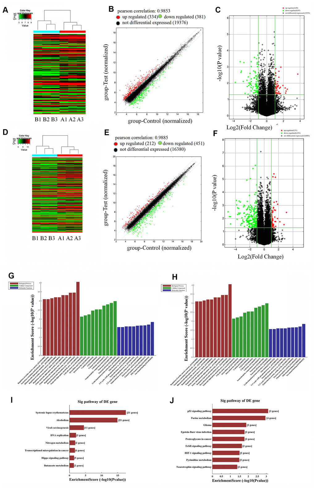 Microarray analysis of lncRNAs (long non-coding RNA) and mRNAs in P1 and P5 chondrocytes (P1: A1, A2, A3; P5: B1, B2, B3). (A) Thermal map of lncRNAs, y-axis: relative intensity of lncRNAs; (B) scatter plot of lncRNAs, Pearson correlation = 0.9853, upregulated (red) lncRNAs = 334, downregulated (green) lncRNAs = 381, not differentially expressed (black) lncRNAs = 19,376; (C) volcano plot of upregulated lncRNAs (red) = 49, downregulated (green) lncRNAs = 83, not differentially expressed (black) =19,959. (D) Thermal map of mRNAs, y-axis: relative intensity of mRNAs. (E) Scatter plot of mRNAs, Pearson correlation = 0.9885, upregulated (red) mRNAs = 212, downregulated (green) mRNAs = 451, not differentially expressed (black) mRNAs = 16,380. (F) volcano plot of mRNAs, upregulated (red) mRNAs = 51, downregulated (green) mRNAs = 191, not differentially expressed (black) mRNAs = 16,801. (G) Top ten downregulated biological processes, cellular components, and molecular functions in P5 chondrocytes compared to P1 cells. (H) Top ten upregulated biological processes, cellular components, and molecular functions in P5 chondrocytes. (I) Top eight downregulated pathways in P5 chondrocytes. (J) Top nine upregulated pathways in P5 chondrocytes.