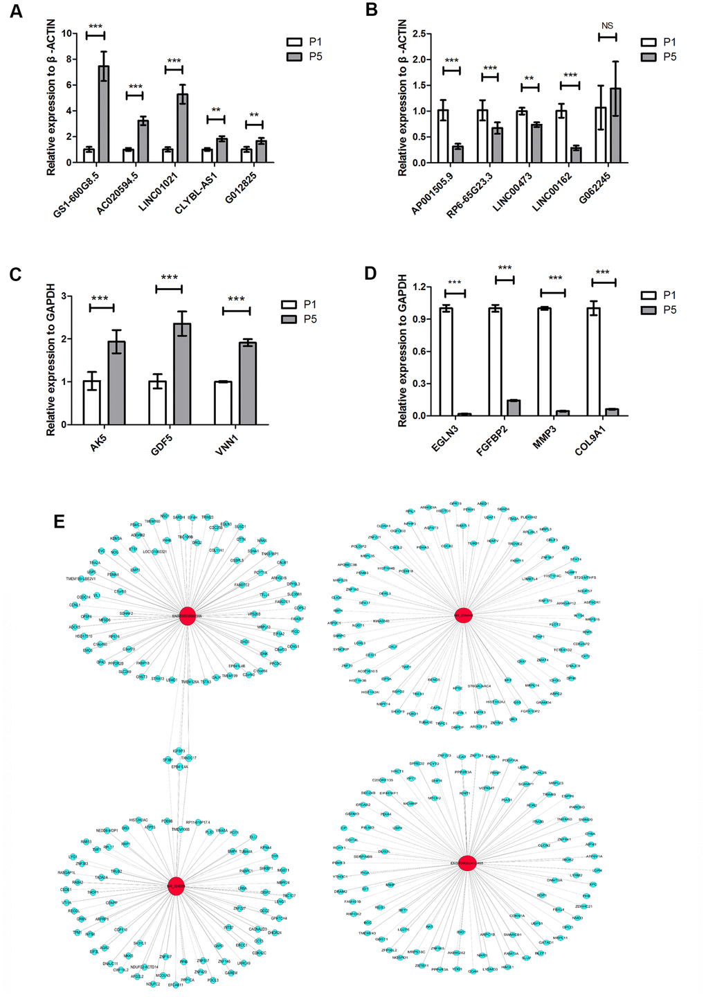 LncRNA and mRNA expression verified by real-time qPCR. (A) Real-time qPCR results for the upregulated lncRNAs CLYBL-AS1, LINC01021, G012825, GS1-600G8.5, and AC020594.5 in P5 chondrocytes compared to P1 cells from three individual donors. (B) Real-time qPCR results for the downregulated lncRNAs AP001505.9, RP6-65G23.3, LINC00473, LINC00162, and G062245 in P5 chondrocytes. (C) Real-time qPCR results for the upregulated mRNAs, AK5, GDF5, and VNN1 in P5 chondrocytes. (D) Real-time qPCR results for the downregulated mRNAs EGLN3, FGFBP2, MMP3, and COL9A1 in P5 chondrocytes. (E) Co-expression network analysis of lncRNAs and mRNAs; red circles represent lncRNAs, blue circles represent mRNAs, solid lines represent positive regulation, and dotted lines represent negative regulation. GAPDH and ACTB were used as the internal references. Data are represented as means ± standard deviation (n = 3). *P P P 