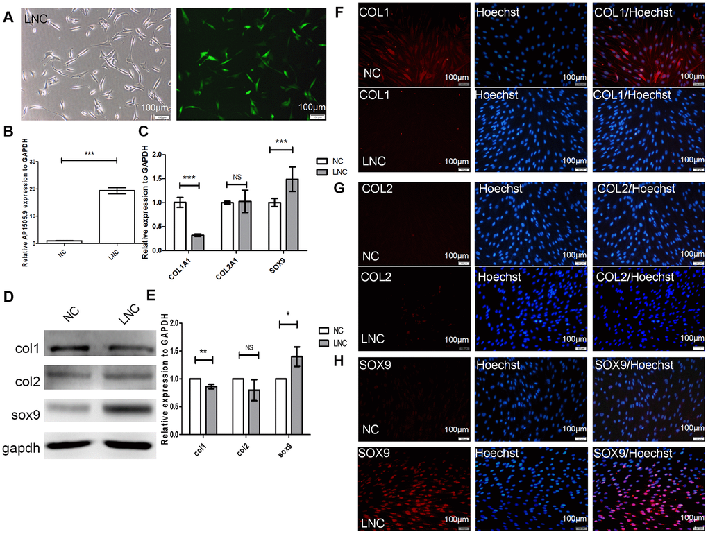 Transfection of AP001505.9 overexpression lentivirus. P5 human chondrocytes were inoculated into a 24-well plate at a density of 5 × 104/well. After 24 h, culture medium was replaced with viral transfection solution. Cells were transduced with AP001505.9 overexpression viruses with a multiplicity of infection (MOI) = 75. (A) Phase contrast microscopy and fluorescence microscopy; green fluorescence represents successful chondrocyte transfection. LNC represents chondrocytes transfected by AP001505.9 lentivirus. NC represents chondrocytes transfected by negative control lentivirus. (B) Real-time qPCR for AP001505.9. (C) Real-time qPCR for COL1A1, COL2A1, and SOX-9. (D, E) Western blotting analysis of COL1, COL2, and SOX-9 levels. (F–H) Immunofluorescence staining of COL1, COL2, and SOX-9; NC and LNC chondrocytes are stained with anti-COL2, anti-COL1, anti-SOX-9, and Hoechst 33342. GAPDH was used as the internal reference. Data are represented as means ± standard deviation. *P P P 