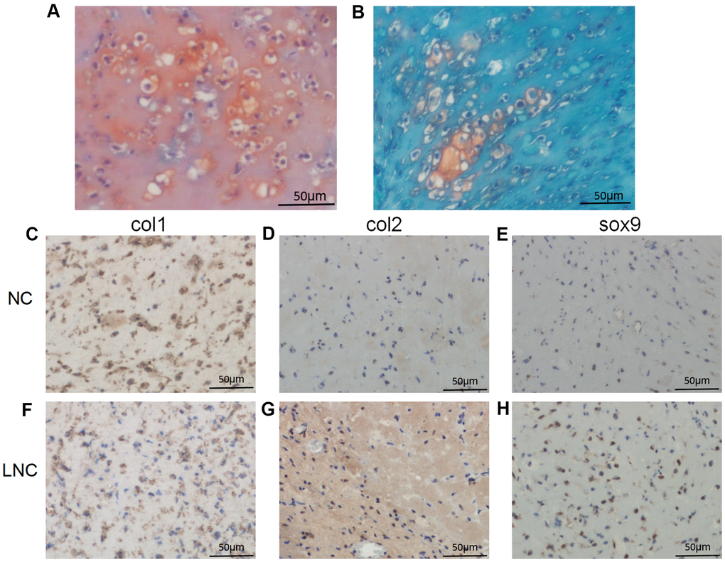 Histological and immunohistochemical analysis of in vivo transplantation. (A, B) Safranin O staining. Immunohistochemistry for (C, F) COL1, (D, G) COL2, and (E, H) SOX-9. LNC represents chondrocytes transfected by AP001505.9 lentivirus. NC represents chondrocytes transfected by negative control lentivirus. Scale bar, 50 μm.