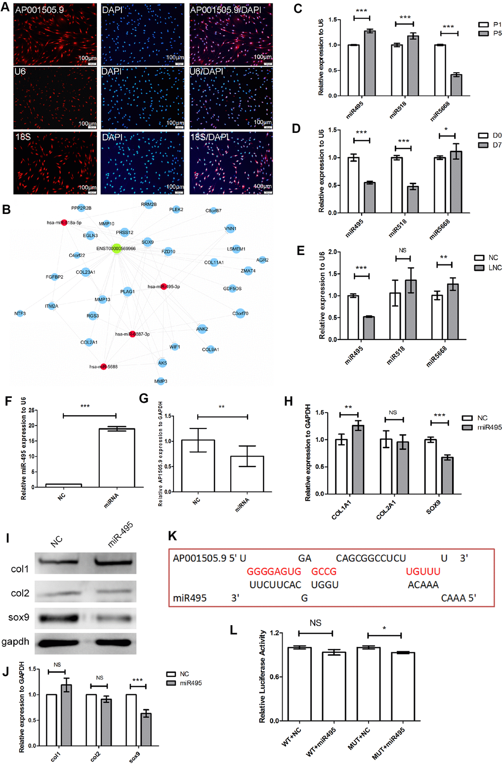 Mechanism of AP001505.9-dependent inhibition of dedifferentiation. (A) Fluorescence in-situ hybridization for AP001505.9. U6 and 18S were used as internal reference probes in the nucleus and cytoplasm, respectively. (B) Competing endogenous RNA (ceRNA) analysis of AP001505.9; blue circles represent cartilage-related genes; red circles represent miRNAs; green circles represent lncRNAs. (C) Real-time qPCR for miRNAs expressed after dedifferentiation. (D) Real-time qPCR for miRNAs expressed after redifferentiation. (E) Real-time qPCR for miRNAs after AP001505.9 overexpression. (F) Real-time qPCR for miR-495. (G) Real-time qPCR for AP001505.9 after miR-495 overexpression. (H) Real-time qPCR for COL1A1, COL2A1, and SOX-9 after miR-495 overexpression. (I, J) Western blot for COL1, COL2, and SOX-9 after miR-495 overexpression. (K) Binding analysis of AP001505.9 and miR-495. (L) Double luciferase assay for AP001505.9 and miR-495. LNC represents chondrocytes transfected by AP001505.9 lentivirus. miR495 represents chondrocytes transfected by miR-495 mimic. NC represents chondrocytes transfected by negative control lentivirus or mimic. GAPDH was used as the internal reference. Data are represented as means ± standard deviation. *P P P 