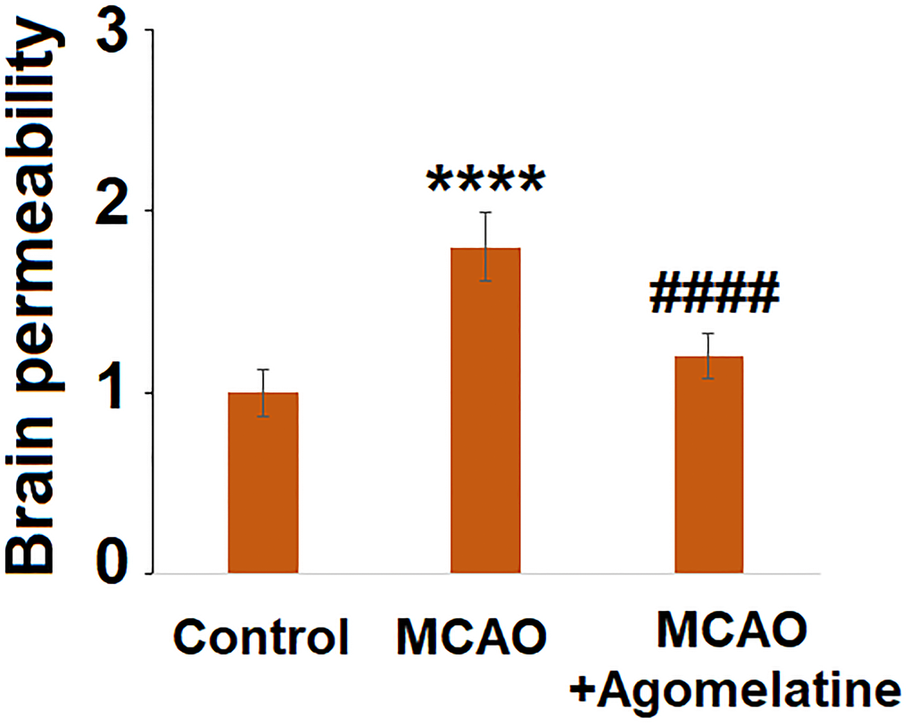 Agomelatine protects against impairment of brain permeability in MCAO mice. Brain permeability of MCAO mice was measured by Evans blue staining assay (****P ####P 