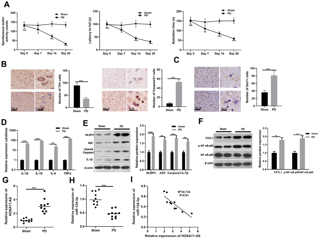 Expression characteristics of LncRNA HOXA11-AS and miR-124-3p in PD model. MPTP was used to induce a PD model in mice. (A) The neurological functions of PD mice were evaluated by spontaneous motor test, rotarod test and bevel test. (B, C) Immunohistochemistry was adopted to examine the number of TH and Caspase-3 positive cells and the microglia activation in SN area. (D) RT-PCR was conducted to determine the level of inflammatory factors IL-1β, IL-18, IL-6 and TNF-α in SN area. (E, F) Western blot was carried out to monitor the expression of FSTL1, NF-κB and NLRP3 inflammasome in SN area. (G, H) RT-PCR was adopted to examine the expression of HOXA11-AS and miR-124-3p in in SN area. (I) Person was applied to analyze the correlation between HOXA11-AS and miR-124-3p. ns P> 0.05, * P P P 