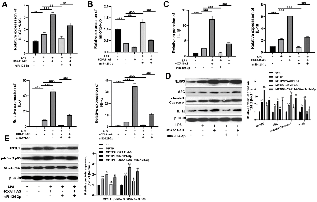Effect of HOXA11-AS and miR-124-3p on LPS-mediated activation of BV2. An in vitro model of PD was induced by LPS on BV2 cells. (A, B) RT-PCR was employed to monitor HOXA11-AS and miR-124-3p expressions in BV2 microglia cells. (C) RT-PCR was carried out to test the level of inflammatory factors IL-1β, IL-18, IL-6 and TNF-α in BV2 microglia cells. (D, E) Western blot test was performed to determine the protein expression of NLRP3 inflammasome, FSTL1 and p-NF-κB in BV2 microglia cells. ** P P P P 