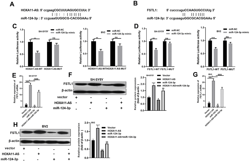 miR-124-3p was the target of HOXA11-AS and FSTL1. (A, B) The targeted association between HOXA11-AS, miR-124-3p and FSTL1 was found in the Starbase database (http://starbase.sysu.edu.cn/). (C, D) Dual-luciferase reporter assay was conducted to verify the targeting relationship between HOXA11-AS and miR-124-3p, miR-124-3p and FSTL1 in SH-SY5Y and BV2 cells. (E–H) RT-PCR and Western blot experiments were adopted to determine FSTL1 mRNA and protein expressions. nsP> 0.05, ** P P P P P 