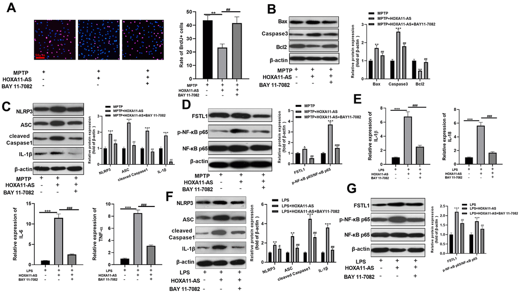 Inhibition of NF-κB attenuated HOXA11-AS-mediated neuronal damage and microglia activation. MPTP induced SH-SY5Y cells and LPS induced BV2 cells were transfected HOXA11-AS overexpressing and/or treated with BAY 11-7082 (1 μmol/L). (A) Brdu assay was conducted to test the cell viability of SH-SY5Y cells. (B–D) Western blot was utilized to compare the expression of apoptosis-related proteins (Bax, Caspase3 and Bcl2), NLRP3 inflammasome, FSTL1 and NF-κB in SH-SY5Y cells. (E) RT-PCR was carried out to test the level of inflammatory factors IL-1β, IL-18, IL-6 and TNF-α in BV2 cells. (F, G) Western blot was employed to monitor the protein expression of NLRP3 inflammasome, FSTL1 and NF-κB in BV2 cells. ** P P P P 
