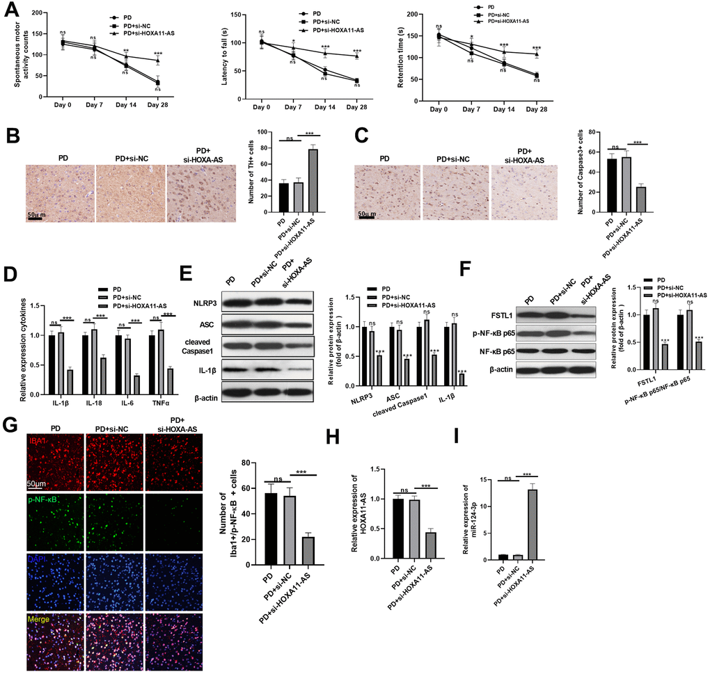 Knocking down HOXA11-AS mitigated PD progression and inflammation in mice. Si-HOXA11-AS was used to inference the level of HOXA11-AS in the brain tissues of mice, which were then subjected to MPTP to induce a PD model. (A) The neurological functions of PD mice were evaluated by spontaneous motor test, rotarod test and bevel test. (B, C) Immunohistochemistry was adopted to examine the number of TH (B) and Caspase-3 (C) positive cells in SN area. (D) RT-PCR was conducted to determine the level of inflammatory factors IL-1β, IL-18, IL-6 and TNF-α in SN area. (E, F) Western blot was carried out to monitor the expression of FSTL1, NF-κB and NLRP3 inflammasome in SN area. (G) The activation of microglia was tested by immunofluorescence. (H, I) RT-PCR was adopted to examine the expression of HOXA11-AS and miR-124-3p in in SN area. ns P> 0.05 (vs.PD group), ns P> 0.05, * P P P 