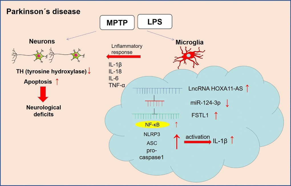 The mechanism diagram of the present study. LncRNA HOXA11-AS was up-regulated in the PD model. Inhibition of HOXA11-AS protects mice against PD through repressing neuroinflammation and neuronal apoptosis through miR-124-3p-FSTL1-NF-κB axis.