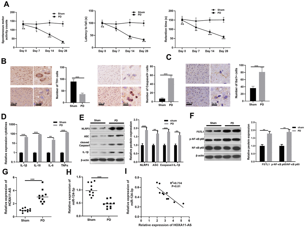 Inhibition of long non-coding RNA HOXA11-AS against