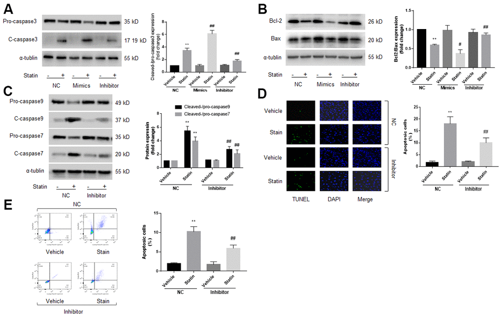 Statin induces cell apoptosis via upregulation of miR-1a in skeletal muscle cells. (A–C) Cultured skeletal muscle cells were transfected with miR-1a mimics and inhibitors for 48 hours followed by statin treatment for 24 hours. Cells were subjected to detect the protein levels of pro-/cleaved-caspase3 in (A) bcl-2 and bax in (B) and pro-/cleaved-caspase7, 9 in (C) by western blot. N is 5 in each group. **P#P##PD, E) Cultured skeletal muscle cells were transfected with miR-1a inhibitor for 48 hours followed by statin treatment for 24 hours. Cell apoptosis was determined by TUNEL method in (D) and flow cytometry in (E). N is 5 in each group. **P##Ppost-hoc tests was used to determine P value in (A–E).