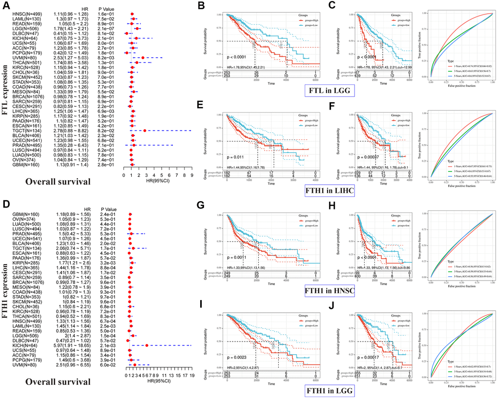 Positive correlations between high FTL and FTH1 expressions and poor OS in several tumors. (A) Univariate analysis showed the positive association between high FTL level and poor OS in patients with LGG (P = 2.1 × 10−7), UVM (P = 8.2 × 10−3), LIHC (6.9 × 10−3), BLCA (P = 2.3 × 10−2). (B, C) High FTL mRNA level was related to poor OS in LGG (HR 1.78, 95% CI 1.43–2.21, P D) Univariate analysis showed the positive association between high FTH1 level and poor OS in patients with BLCA (P = 0.2 × 10−1), KIRP (P = 3.2 × 10−3), LIHC (P = 8.8 × 10−4), CESC (P = 1.7 × 10−2), HNSC (P = 6.7 × 10−4), LAML (P = 2.5 × 10−3), LGG (P = 1.5 × 10−4), KICH (P = 2.1 × 10−3). (E–J) High FTH1 mRNA level was related to poor OS in LIHC (HR 1.44, 95% CI 1.16–1.78, P = 1.1 × 10−2), HNSC (HR 1.33, 95% CI 1.13–1.56, P = 1.1 × 10−3), LGG (HR 2, 95% CI 1.4–2.87, P = 2.3 × 10−3). Only the tumors with P 