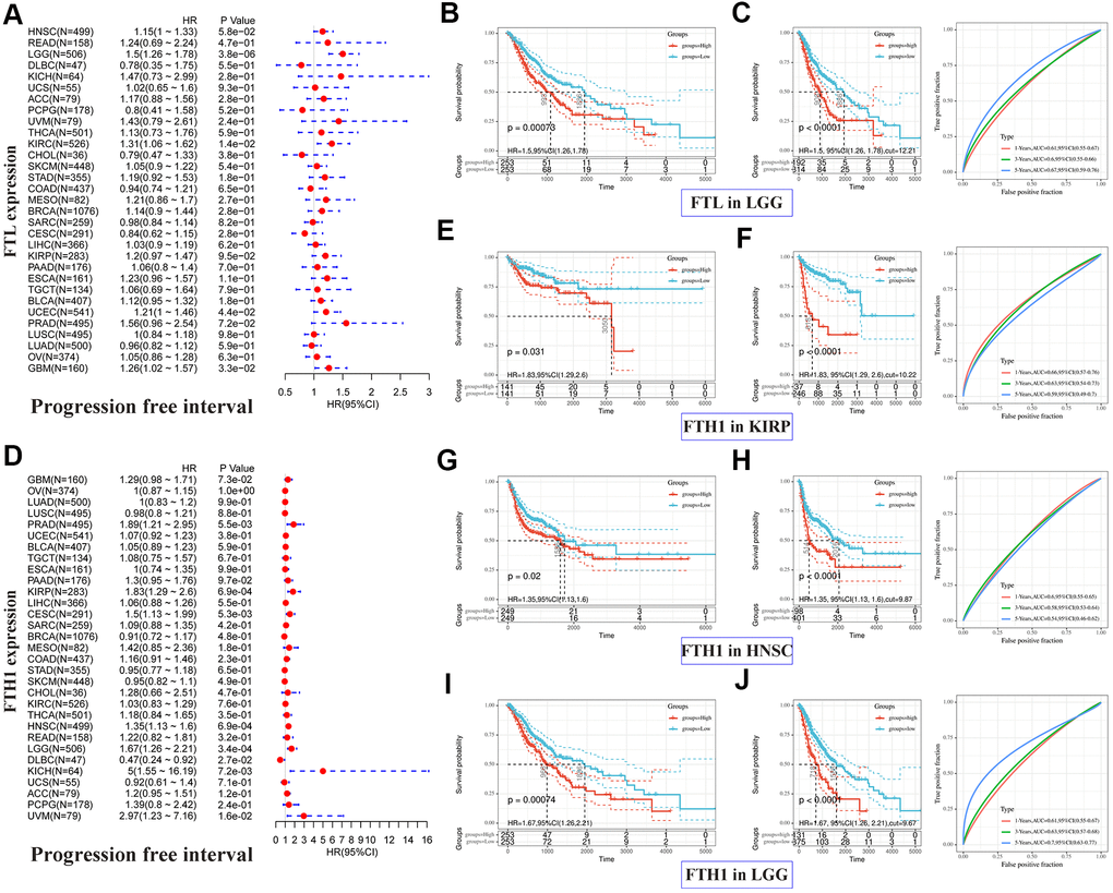 Positive correlations between high FTL and FTH1 expressions and poor PFI in several tumors. (A) Univariate analysis showed the positive association between high FTL level and poor PFI in patients with LGG (P = 3.8 × 10−6), KIRC (P = 1.4 × 10−2), UCEC (4.4 × 10−2), GBM (P = 3.3 × 10−2). (B, C) High FTL mRNA level was related to poor OS in LGG (HR 1.5, 95% CI 1.26–1.78, P = 7.3 × 10−4). (D) Univariate analysis showed the positive association between high FTH1 level and poor PFI in patients with PRAD (P = 5.5 × 10−3), KIRP (P = 6.9 × 10−4), CESC (P = 5.3 × 10−3), HNSC (P = 6.9 × 10−4), LGG (P = 3.4 × 10−4), KICH (P = 7.2 × 10−3), UVM (P = 1.6 × 10−2), and the negative association with DLBC (P = 2.7 × 10−2). (E–J) High FTH1 mRNA level was related to poor PFI in KIRP (HR 1.83, 95% CI 1.29–2.6, P = 3.1 × 10−2), HNSC (HR 1.35, 95% CI 1.13–1.6, P = 2 × 10−2), LGG (HR 1.67, 95% CI 1.26–2.21, P = 7.4 × 10−4). Only the tumors with P 