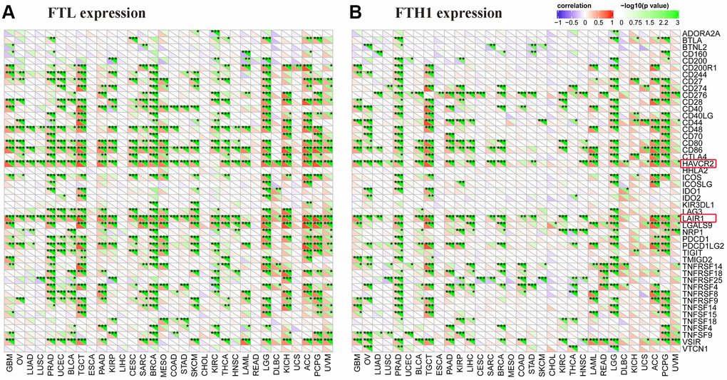FTL and FTH1 levels were positively correlated with some of 47 distinct immune-related markers in 32 solid tumors. (A) FTL level was positively related to some immune-related markers, of which the most 2 were TIM-3 (26/32, 81.3%) and LAIR1 (26/32, 81.3%). Besides, FTL level was positively related to PD-1 in 14/32 cancers (43.8%), PD-L1 in 10/32 (31.3%), CTLA4 in 13/32 (40.6%), and LAG3 in 13/32 (40.6%). (B) FTH1 level was positively related to some immune-related markers, of which the most 2 were TIM-3 (20/32, 62.5%) and LAIR1 (19/32, 59.4%). Besides, FTH1 level was positively related to PD-1 in 4/32 (12.5%) cancers, PD-L1 in 9/32 (28.1%), CTLA4 in 7/32 (21.9%), and LAG3 in 2/32 (6.3%).